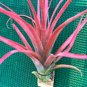 Tillandsia - Leopard