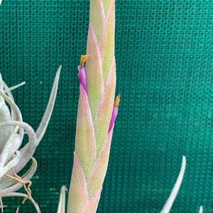 Tillandsia - mitlaensis (Wholesale)