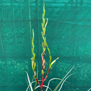 Tillandsia - limbata ex. SN NEW