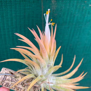 Tillandsia - ionantha ‘Pink Champagne’