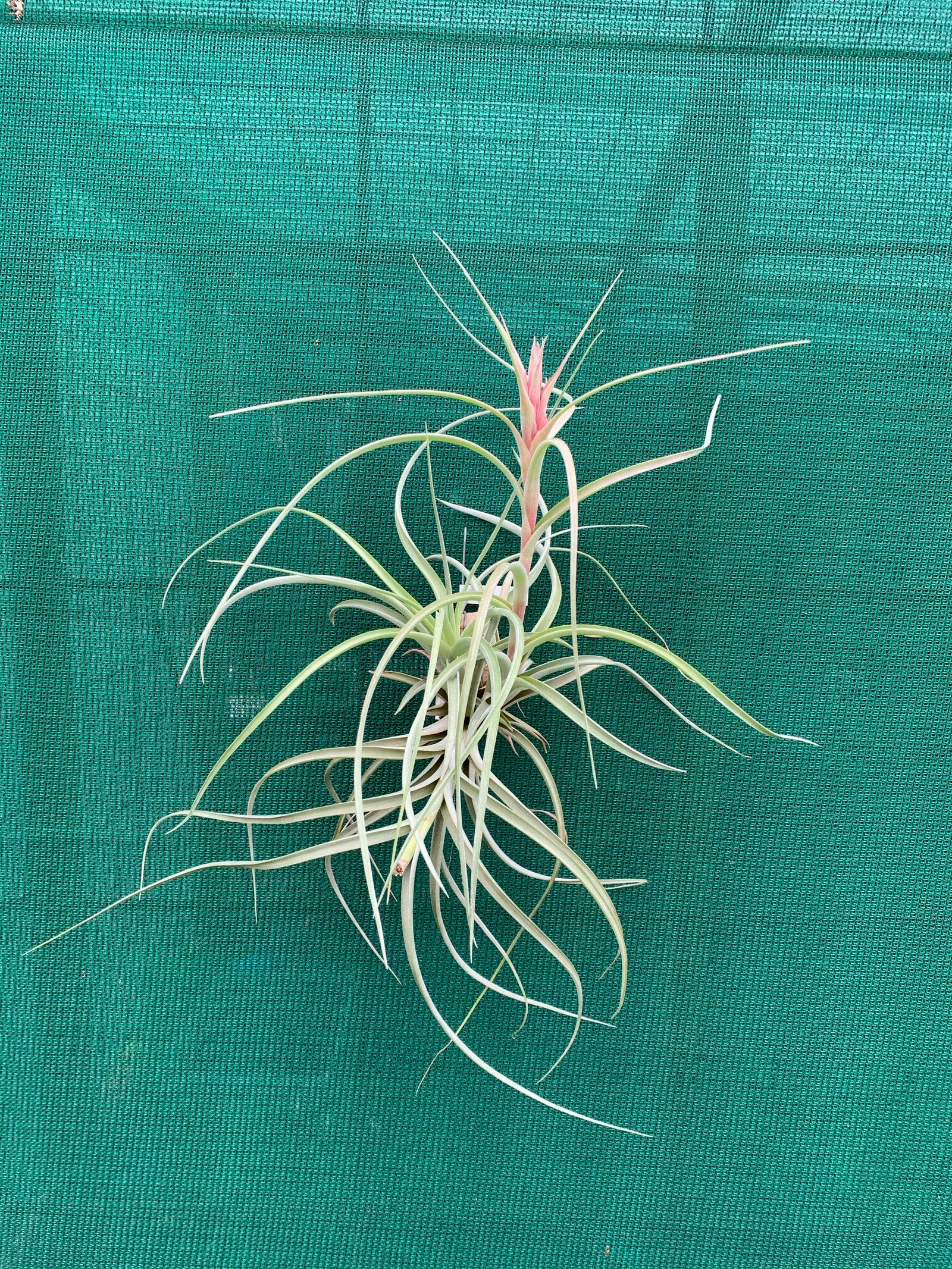 Tillandsia - Heather’s Blush