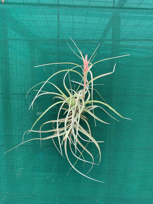 Tillandsia - Heather’s Blush