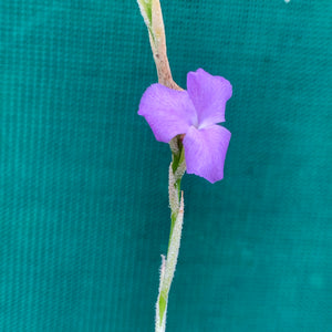 Tillandsia - graomogolensis (Fragrant)