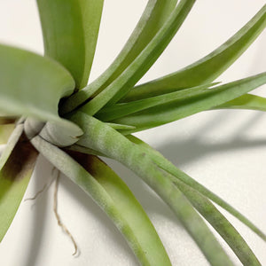 Tillandsia - flexuosa 'Vivipara' ex. CC