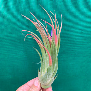 Tillandsia - seleriana x ionantha ex. NR