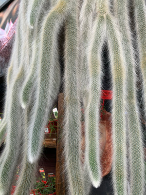 Monkey Tail Cactus - Hildewintera colademononis