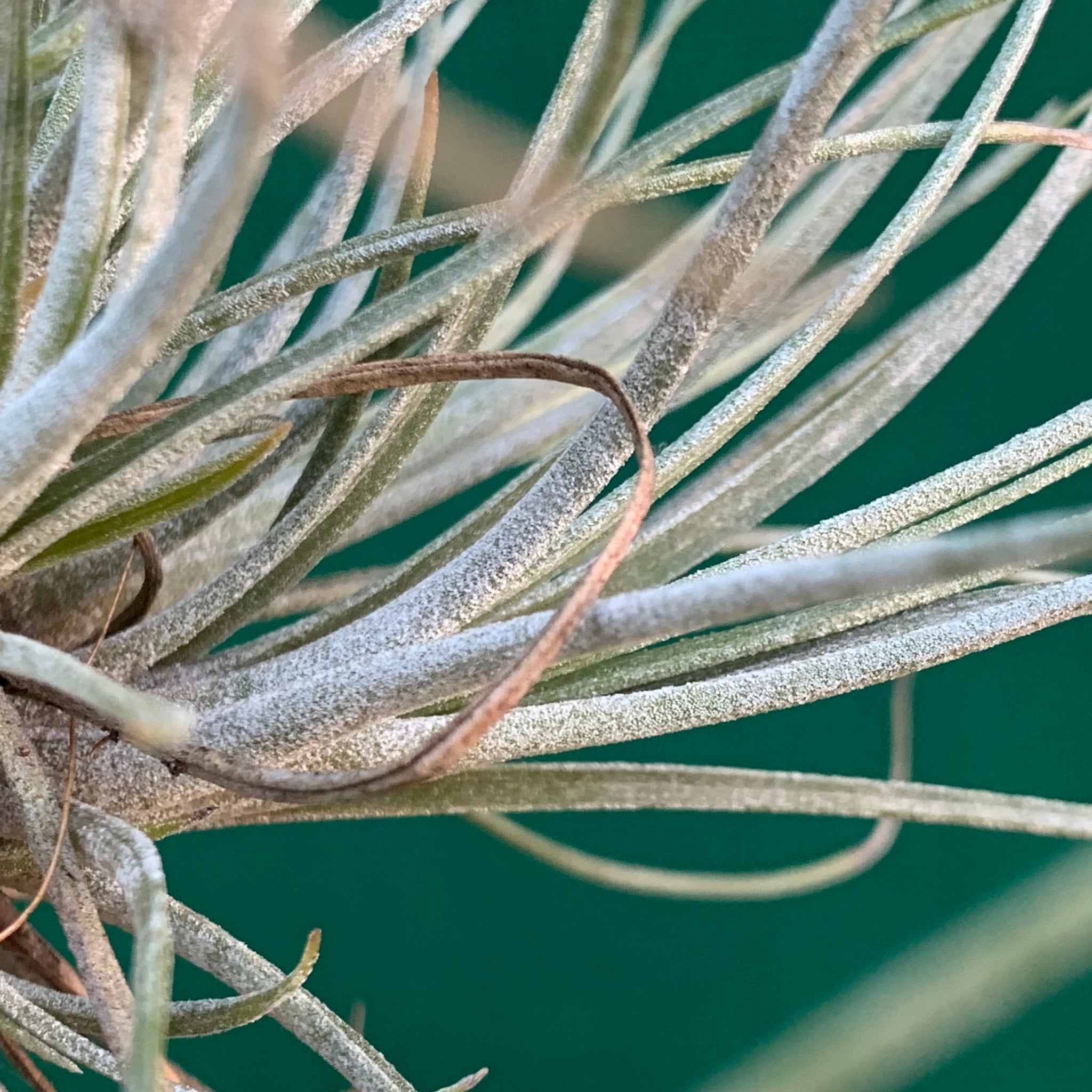 bartram's air plant Tillandsia - bartramii