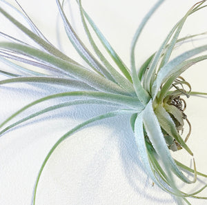 Tillandsia - gardneri (Wholesale)