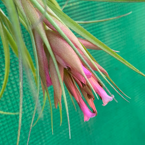 Tillandsia - geminiflora x globosa ex PT