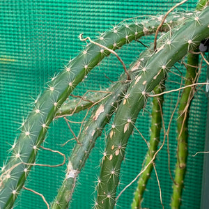 Selenicereus vagans - EP1o