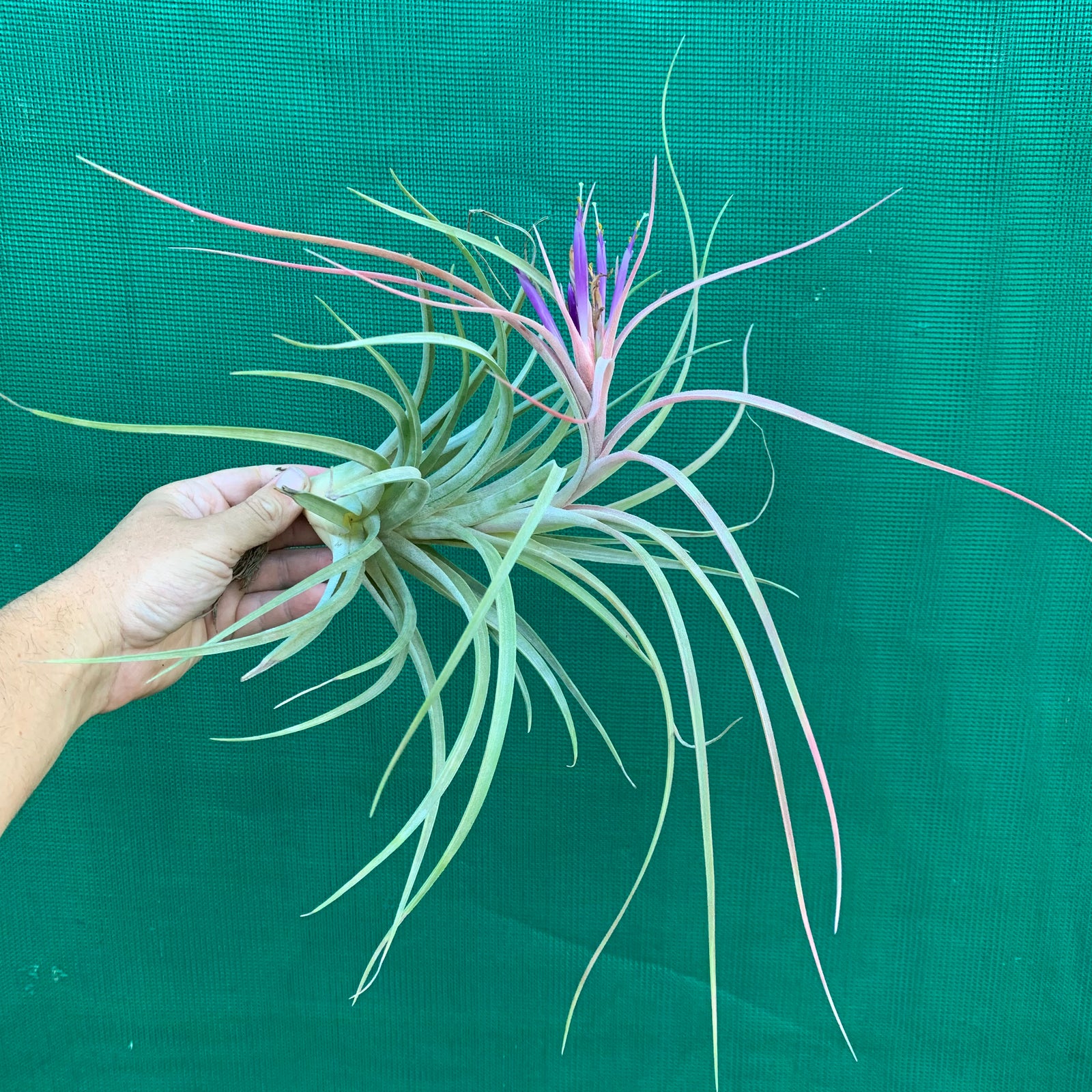 Tillandsia - Bob’s Pick ex. JO
