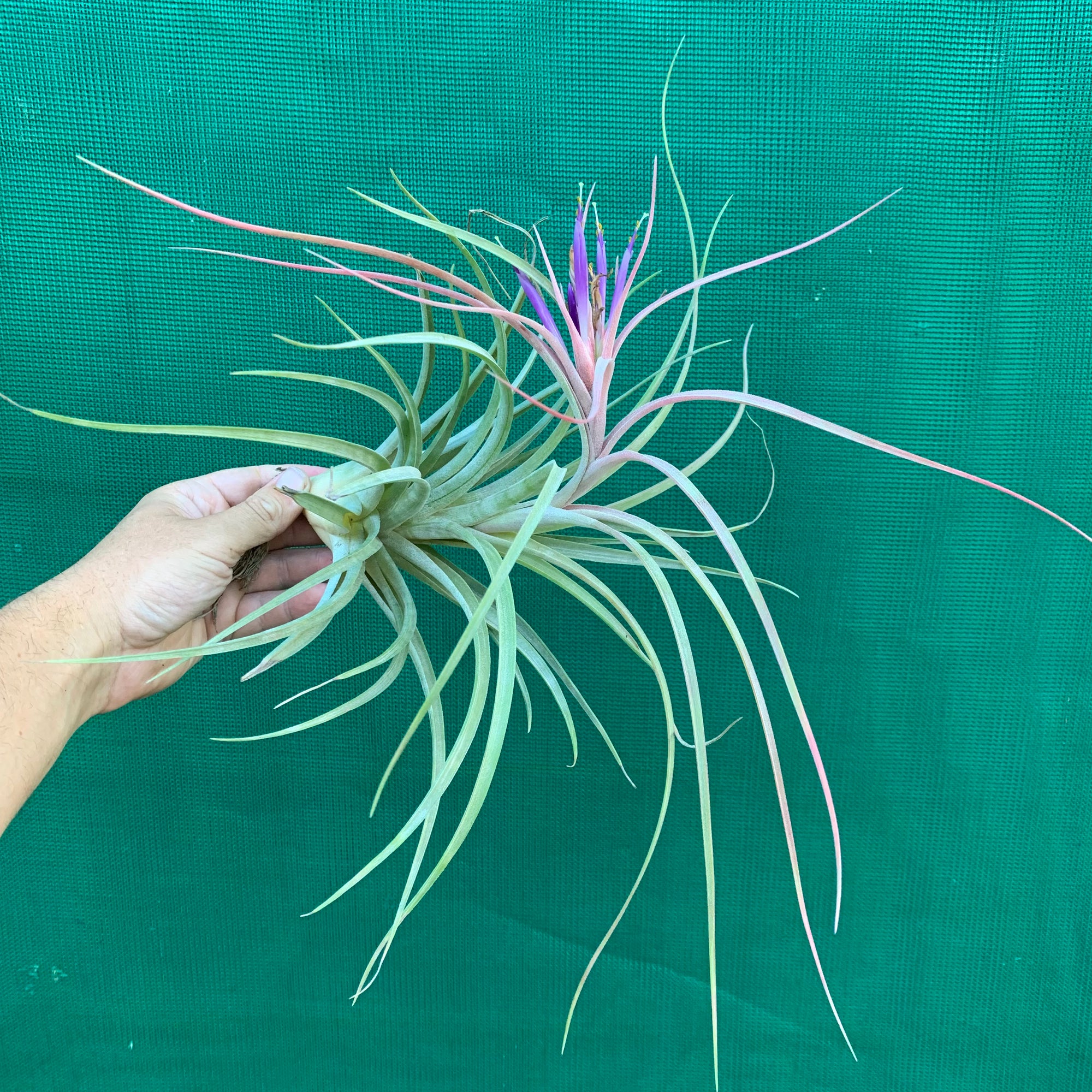 Tillandsia - Bob’s Pick ex. JO