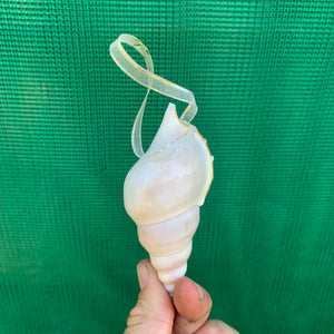 Hanging Sea Shell Planter