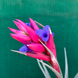 Tillandsia - Purple Gem