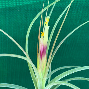 Tillandsia - x rectifolia