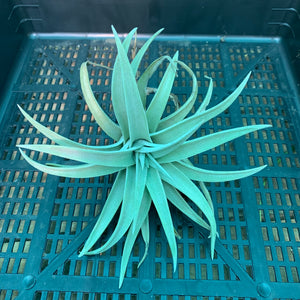 Tillandsia - harrisii