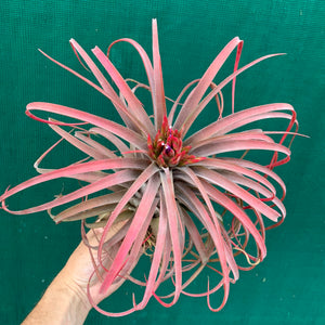 Tillandsia - Eric The Red