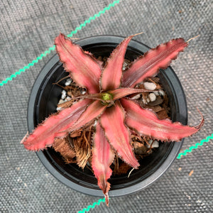 Cryptanthus - Corrine