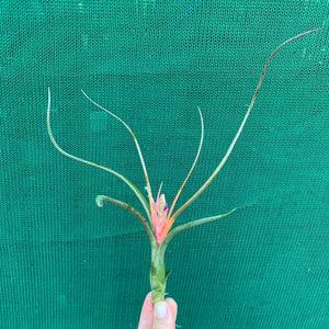 Tillandsia - Queen’s Medusa