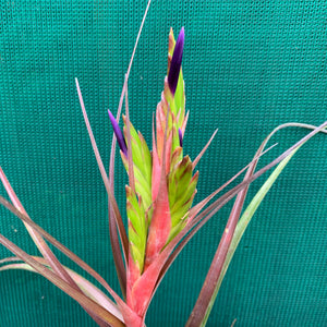 Tillandsia - Widgee ‘Large Form’