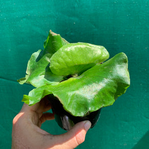 Platycerium - Stemaria White