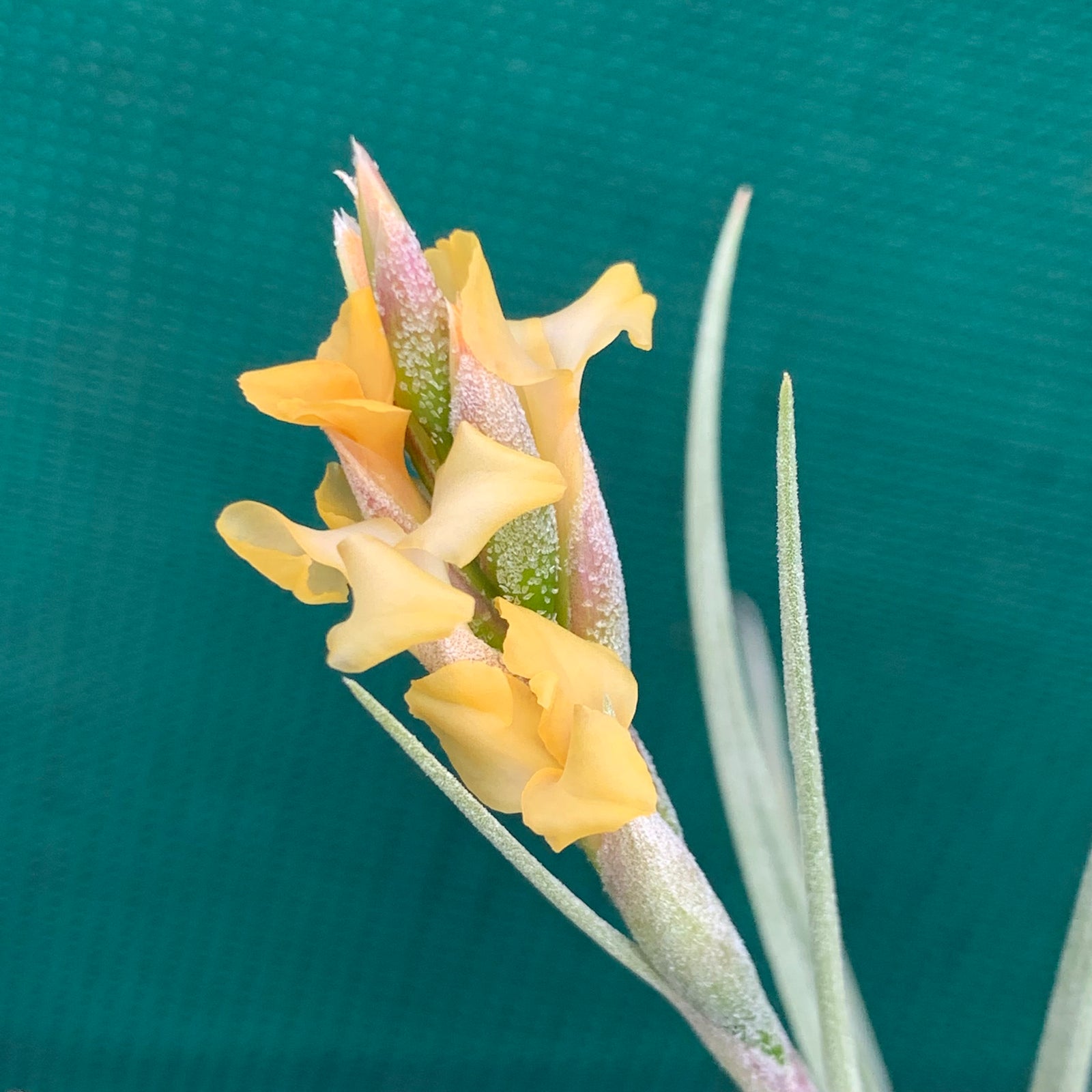Tillandsia - Kashkin (Fragrant)
