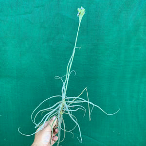 Tillandsia - streptocarpa Len’s Blue x White ex. PT (Fragrant) NEW