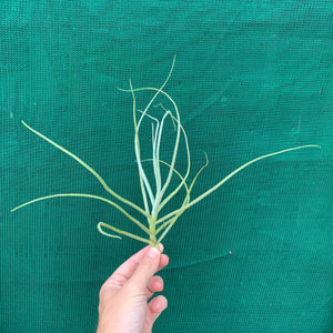 Tillandsia - graomogolensis (Fragrant)