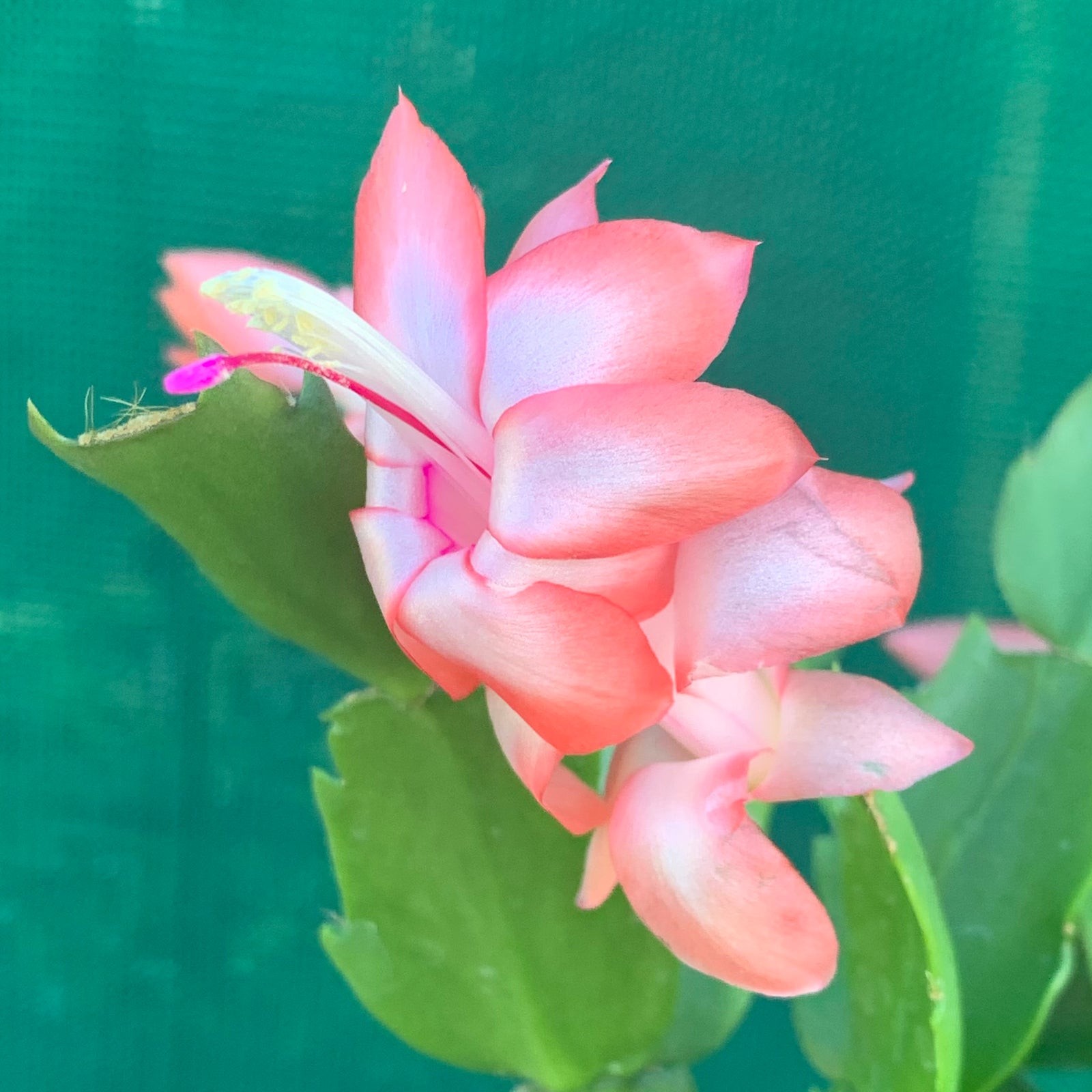 Zygocactus Peach Parfait