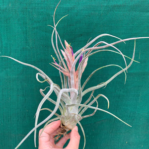 Tillandsia - Ty