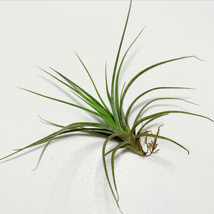 Tillandsia - x rectifolia