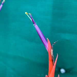 Tillandsia - Flabellata ‘Giant Red’ ex. PT