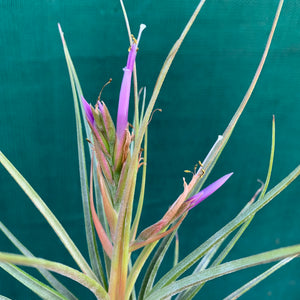 Tillandsia - Orange Crush