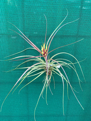 Tillandsia - brachycaulos x schiedeana