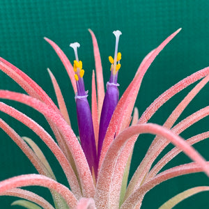 Tillandsia - ionantha ‘Rubra’ ex. CV