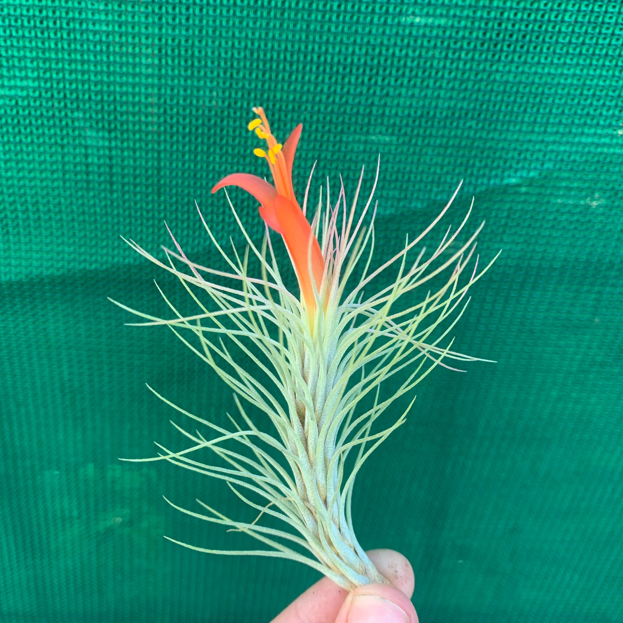 Tillandsia - funckiana