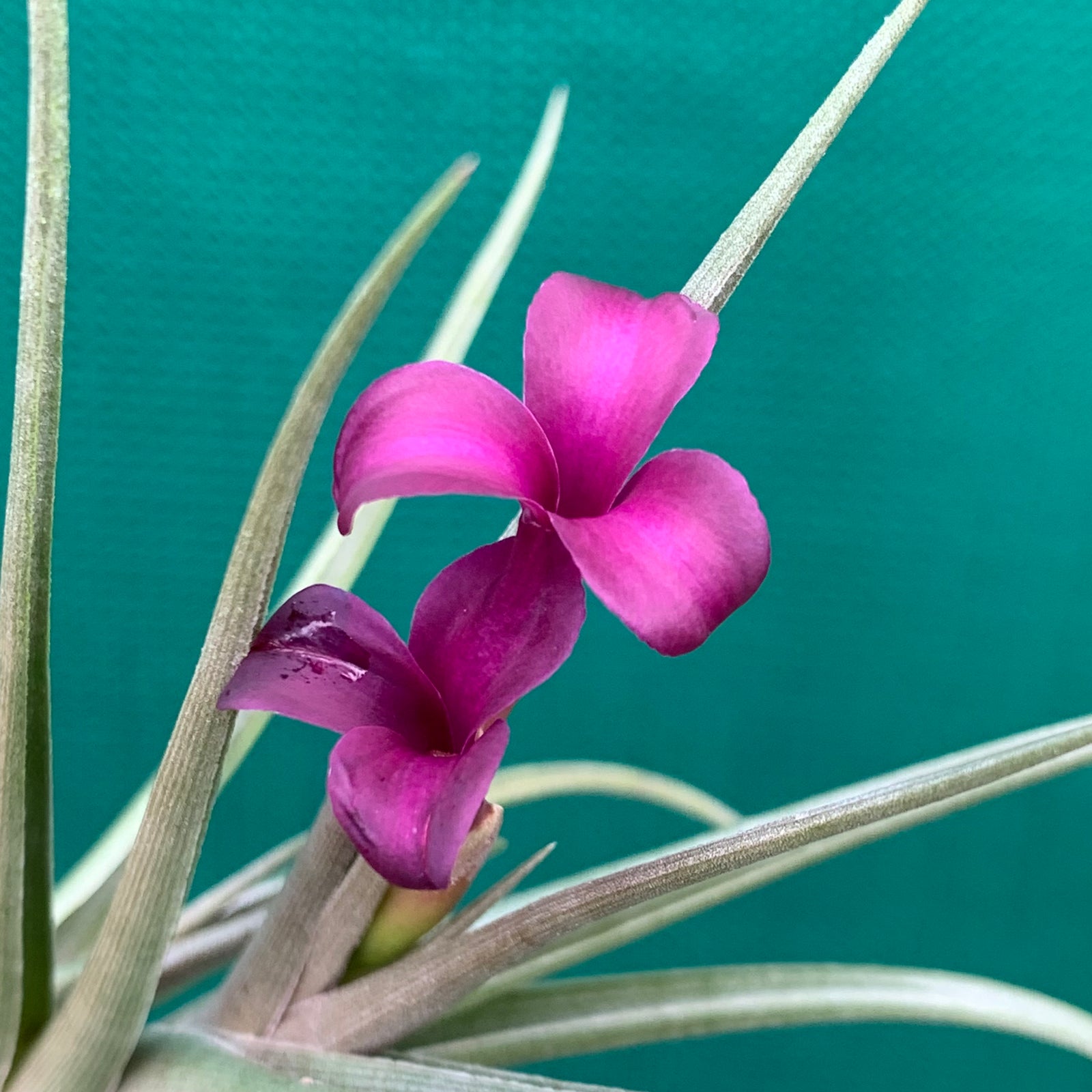 Tillandsia - Mystic Burgundy