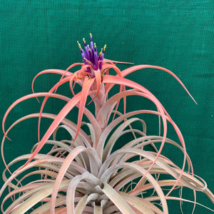 Tillandsia - NOID ‘APD014’