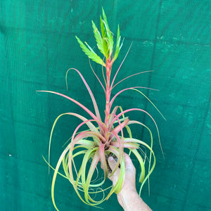 Tillandsia - rothii NEW