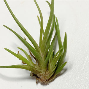 Tillandsia - albertiana ex. CC