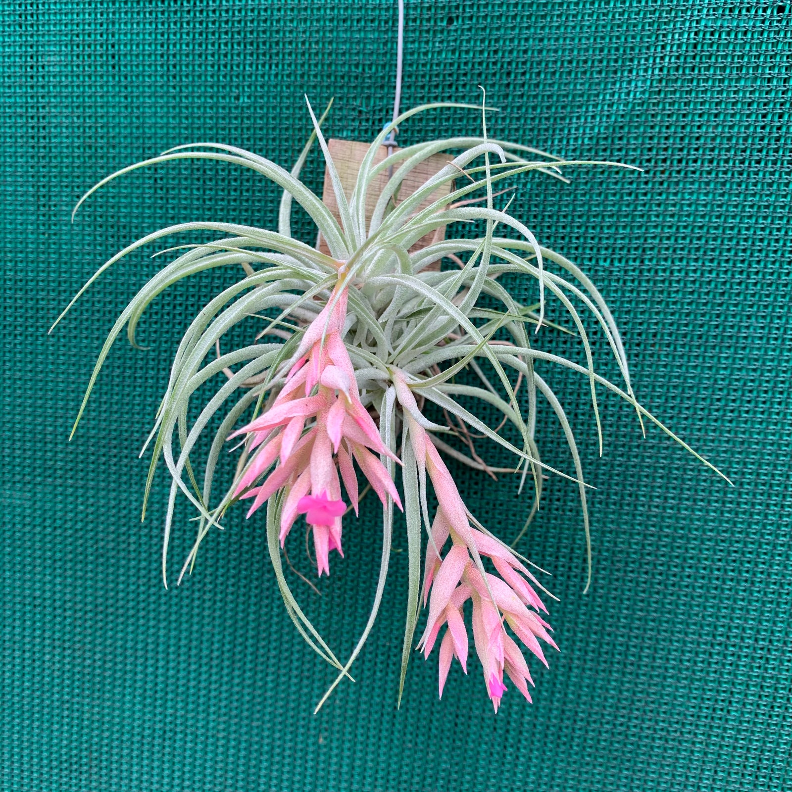 Tillandsia - Pink Sugar ex. PT