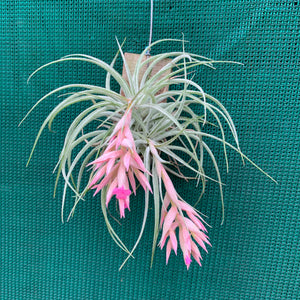 Tillandsia - Pink Sugar ex. DD