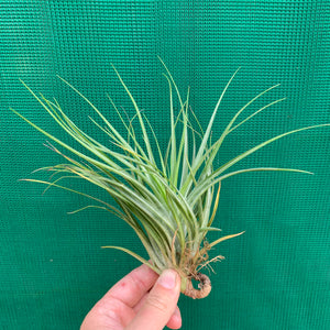 Tillandsia - Cotton Candy ‘Green Form’