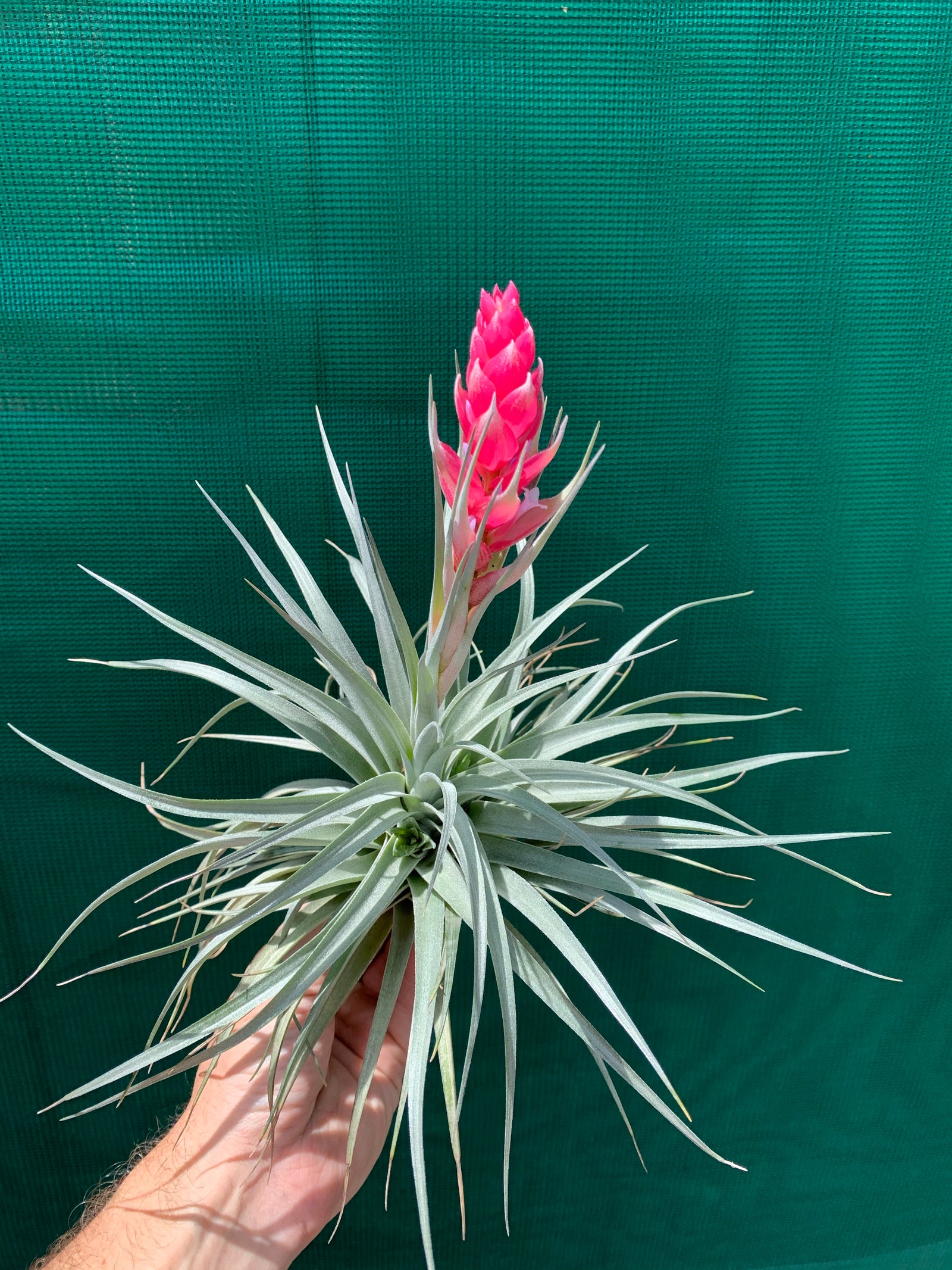 Tillandsia - Houston