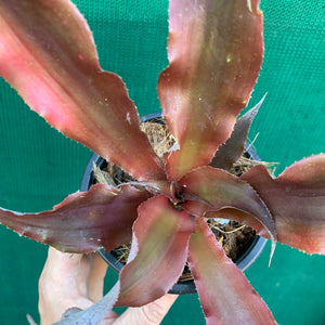 Cryptanthus - Don Garrison
