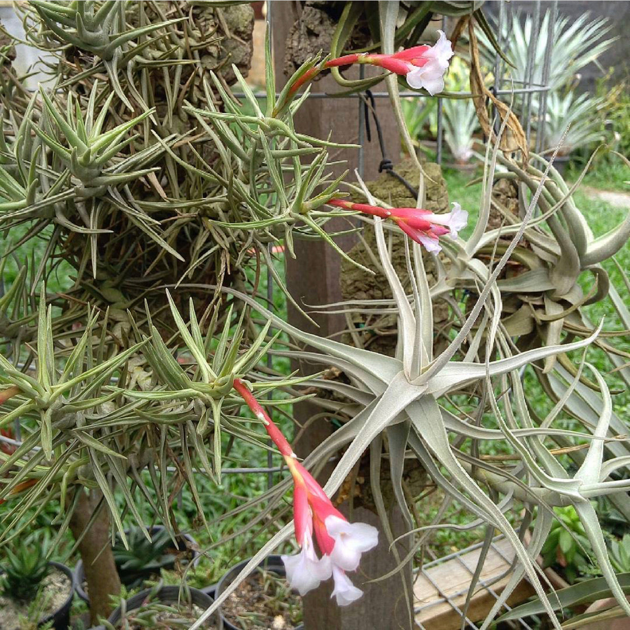 Tillandsia - cocoensis