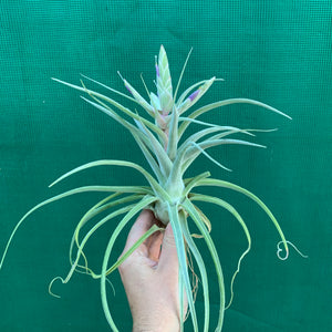 Tillandsia - Ehlersiana x Streptophylla (Nat. Hybrid) ex. BRT