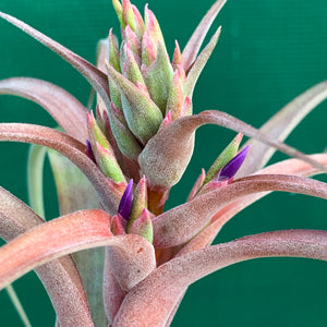 Tillandsia - brachycaulos x streptophylla Nat. Hybrid