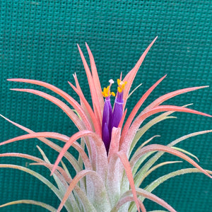 Tillandsia - ionantha ‘Rubra’ ex. CV