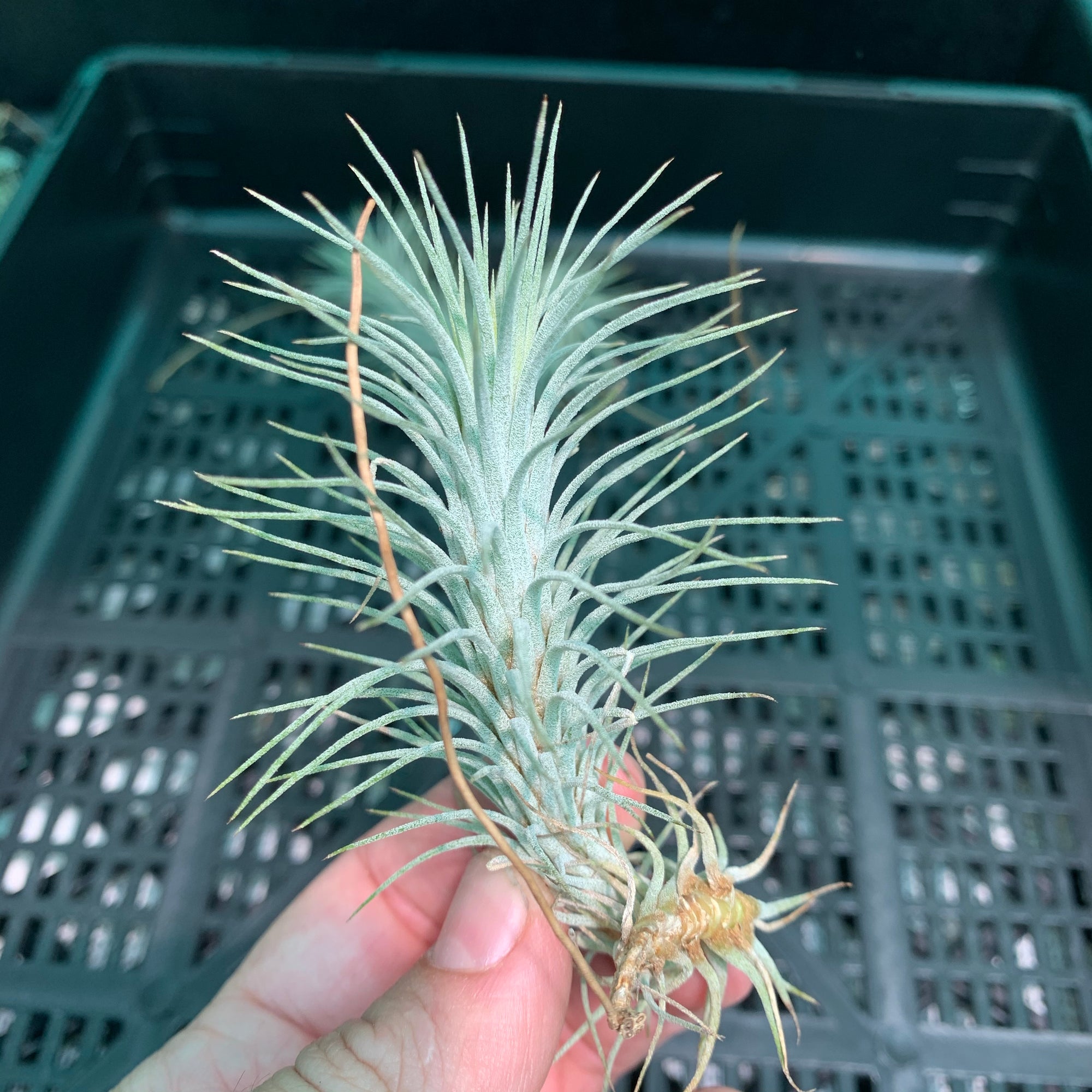 Tillandsia - funckiana ‘APD012’ ex CC